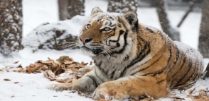 Второй шанс джульбарса. Кто и как реализует уникальный проект по  возрождению туранского тигра в Центральной Азии